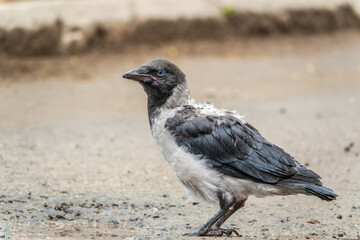 Obraz premium A crow chick, a small crow has fallen out of its nest and is sitting scared on a branch near the ground.