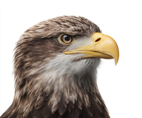 Obraz premium Wild white eagle background owl bird wildlife animal predator majestic watching alert eye head beak feather portrait isolated white background studio shot design art nature wild animal brown black