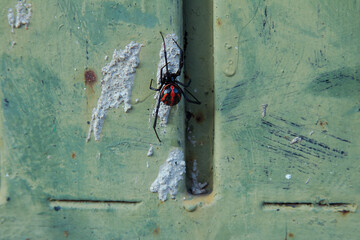 Black widow spider at the door