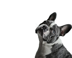 French Bulldog head tilted with striking blue eyes against a stark black backdrop