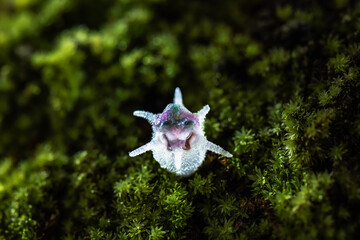 Thismia thaithongiana (Chantanaorr. & Suddee) is a plant belonging to the Thismia family. As a mycoheterotrophic plant, it lives underground for only short periods.