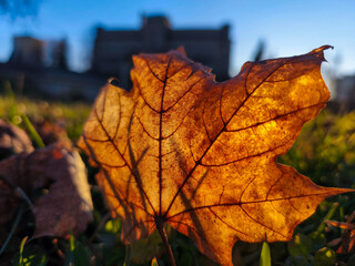Golden Maple Leaf in Autumn Sunlight