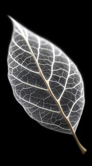 Green leaf on black background detailed view of single green leaf intricate veins and textures stand out against dark background