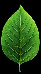 Green leaf on black background vibrant green leaf captured in detail standing out against deep black backdrop