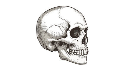 Obraz premium Engraved Human Skull Profile
