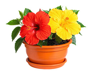 Vivid hibiscus flowers in red and yellow bloom in a brown potted plant