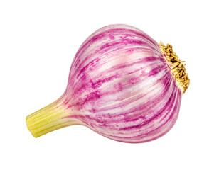 Fresh purple garlic bulb on transparent background