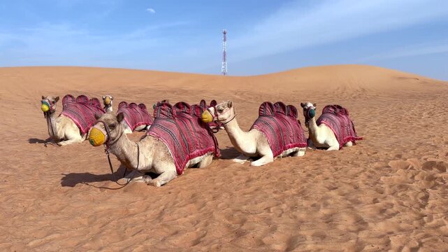 Camels in Lahbab Desert (Red Dunes) for the camel riding experience, Dubai 30fps