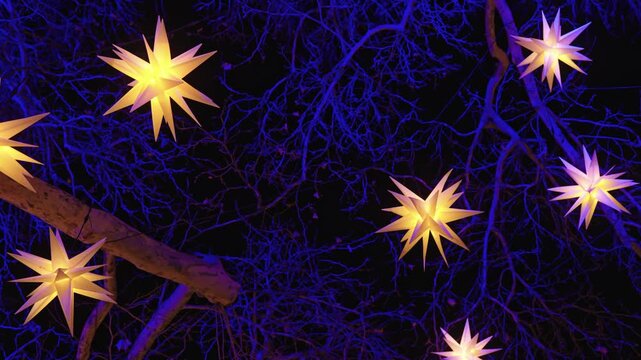 The branches of the large plane trees are illuminated with a deep blue light and filled with dozens of glowing, multi-pointed Moravian stars (Herrnhuter Sterne).