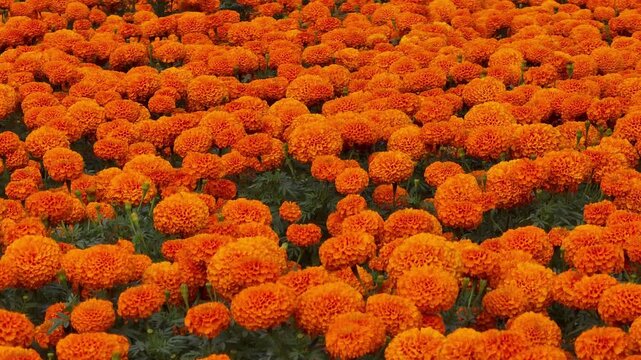field of marigold flowers, creating a warm and vibrant floral tapestry
