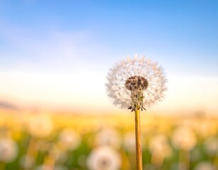 Close-up of dandelion puffball with field and sky background