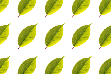 Pattern of Green Leaves on White Background