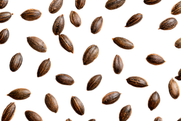 Scattered Castor Seeds on White Background