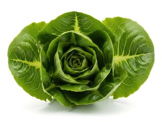 Fototapeta premium Fresh green romaine lettuce head with crisp outer leaves and tight inner core