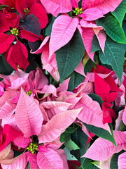 Red and pink poinsettia euphorbia Christmas star plants