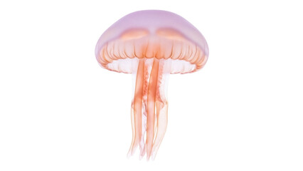 Translucent jellyfish PNG isolated on transparent background, marine animal with flowing tentacles for ocean life and nature concepts © James