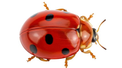 Red ladybug with black spots isolated PNG, close-up of a ladybird on transparent background, insect with vibrant colors for nature designs