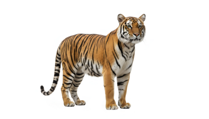 tiger isolated on transparent background