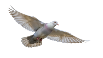 Elegant white dove flying PNG isolated on transparent background, symbol of peace and freedom, graceful bird for design projects and religious themes