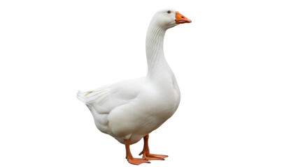 Elegant white goose isolated PNG on transparent background, domestic waterfowl with orange beak and feet for design projects © James