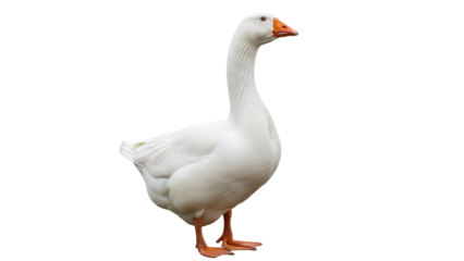 Elegant white goose isolated PNG on transparent background, domestic waterfowl with orange beak and feet for design projects