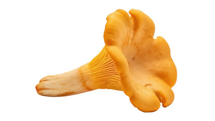 Golden chanterelle mushroom isolated PNG, edible fungi with trumpet shape on transparent background for culinary use © James