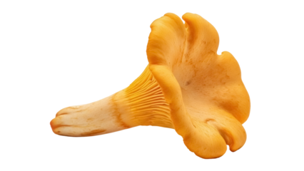 Golden chanterelle mushroom isolated PNG, edible fungi with trumpet shape on transparent background for culinary use