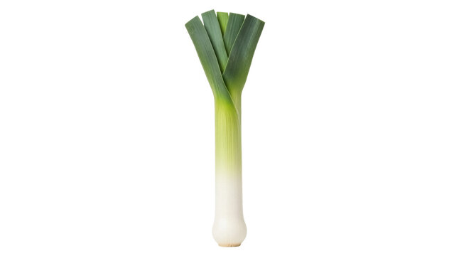 Fresh green leek isolated PNG, healthy vegetable for cooking and culinary use on transparent background