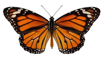 Monarch butterfly PNG isolated on transparent background, orange and black wings with white spots, beautiful insect for nature designs © James