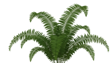 Green Boston fern PNG isolated on transparent background, lush tropical plant for decoration and design projects