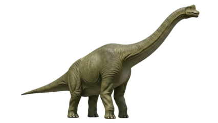 Green Brachiosaurus dinosaur isolated PNG on transparent background, prehistoric animal with long neck for educational use