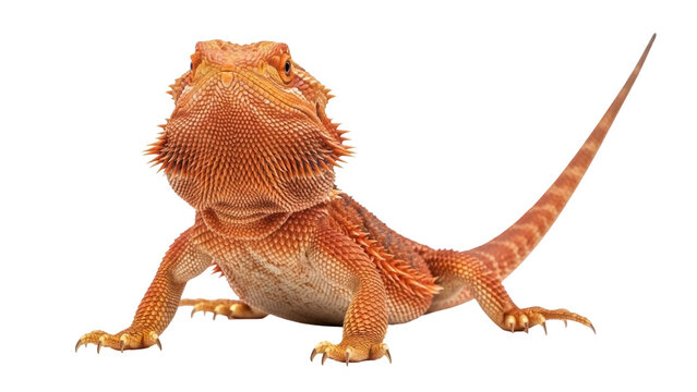 Bearded dragon isolated PNG, orange reptile with spiky scales on transparent background, exotic pet for wildlife and animal themes