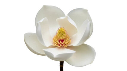 Elegant magnolia flower PNG isolated on transparent background, beautiful blossom with yellow stamen for spring design and botanical projects © ELISA