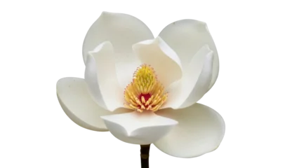 Fototapete Magnolie Elegant magnolia flower PNG isolated on transparent background, beautiful blossom with yellow stamen for spring design and botanical projects  © ELISA