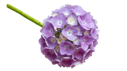 Beautiful purple hydrangea flower isolated PNG, delicate floral blossom on transparent background for wedding invitations and botanical designs