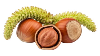 Hazelnuts isolated on transparent background PNG, shelled and unshelled nuts with hazel catkins, healthy snack for food blogs and culinary projects