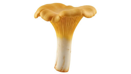 Golden chanterelle mushroom isolated PNG on transparent background, edible fungi with trumpet shape for gourmet cooking and culinary arts © ELISA