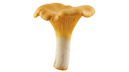 Golden chanterelle mushroom isolated PNG on transparent background, edible fungi with trumpet shape for gourmet cooking and culinary arts