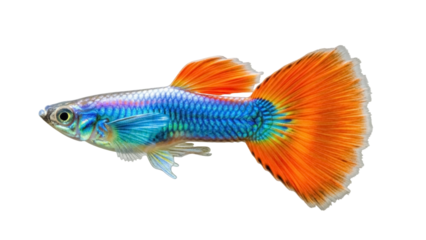 Colorful guppy fish isolated PNG, vibrant orange tail and blue body on transparent background, tropical aquarium pet for design