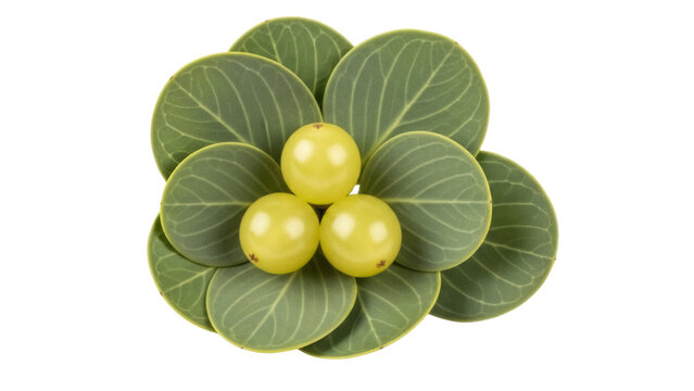 Three gooseberries with leaves isolated on transparent background PNG, fresh green fruit for healthy eating and vegetarian diet - Powered by Adobe