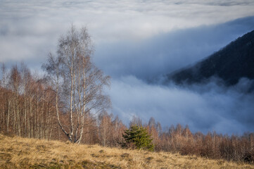 Obraz premium Foggy autumn morning in the Carpathian mountains.