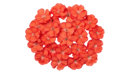 Vibrant orange Maltese Cross flowers isolated PNG on transparent background, floral arrangement for design projects and spring-themed compositions