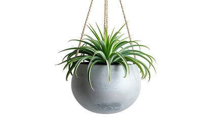 Green plant in a hanging gray pot on a black background