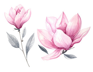 Watercolor painting of two pink magnolia flowers with gray stems and leaves