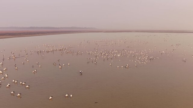 Migratory birds in Poyang Lake, China