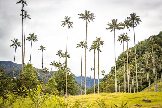 hiking in cocora valley, valle del cocora, salento, wax palm trees, andes, nature, adventure, colombia, south america, latin america