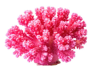 Bright pink coral formation isolated on a black background