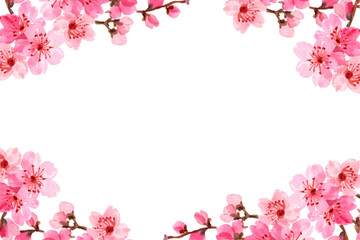 Cherry blossoms in full bloom frame