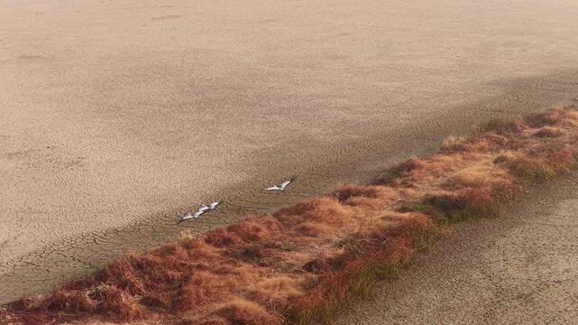 Migratory birds in Poyang Lake, China