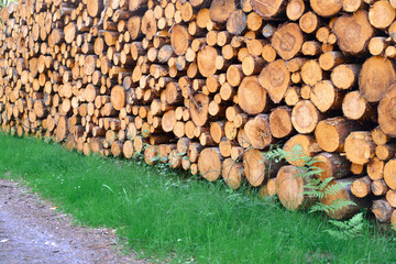 Freshly cut timber logs in forest area